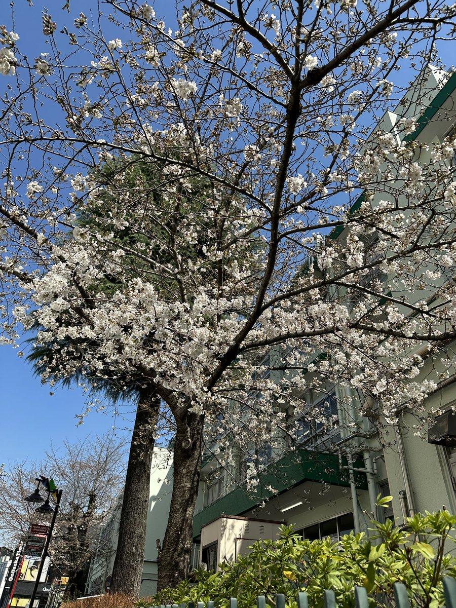 あおぺんぎん🍤 on Twitter 