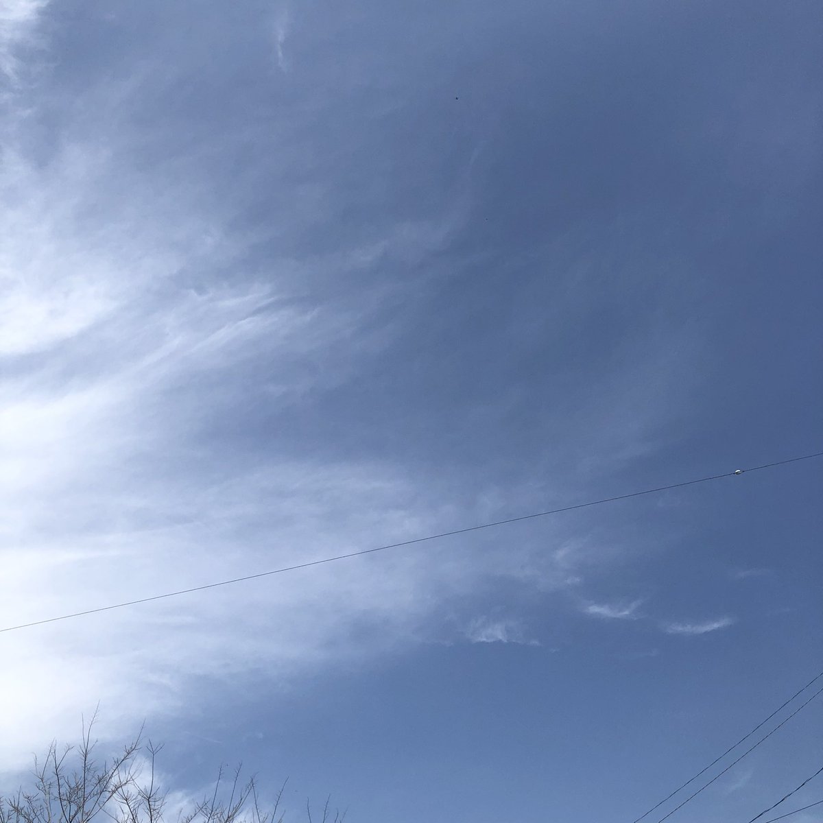 chie50220's tweet photo. 良い天気です☀️
#イマソラ
#いまそら
#空
#花
#草花
#たんぽぽ https://t.co/SBOr1pcfzX
