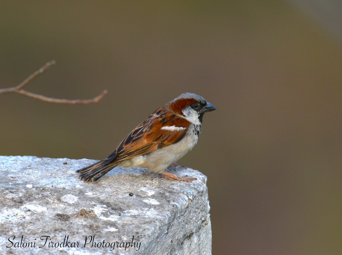 World Sparrow Day!
20/03/2023.

In shot: House Sparrow (male) / Passer domesticus.
📷: @WildlifeSaloni 
📍: Juhu, Mumbai.

#salonitirodkarphotography #worldsparrowday #sparrowday #sparrowconservation #birdconservation #wildlife #wildlifeconservation #birdphotographers_of_india