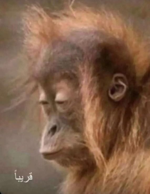 محمد tweet media