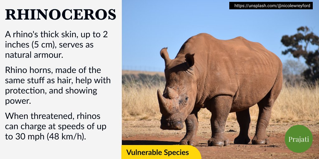 WePrajati's tweet image. Rhinos remember where water, food, and landmarks are in their area with their great memory. 

 #rhino #rhinofacts #conservation #wildlife #endangered #savetherhino #nature #wildlifeprotection #biodiversity #animalbehavior #ecology #environment #wildlifeawareness #protectwildlife