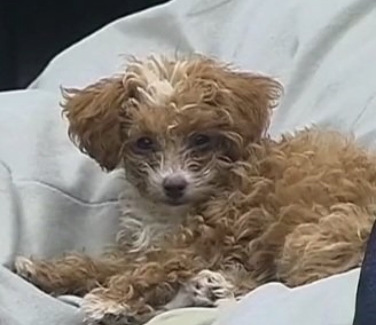 #DevuelvanaCaramelo #DevuelvanaCaramelo #DevuelvanaCaramelo #DevuelvanaCaramelo #DevuelvanaCaramelo #DevuelvanaCaramelo #DevuelvanaCaramelo #DevuelvanaCaramelo #DevuelvanaCaramelo #DevuelvanaCaramelo #DevuelvanaCaramelo que la KChorra #Romina devuelva al Cachorro #Caramelo