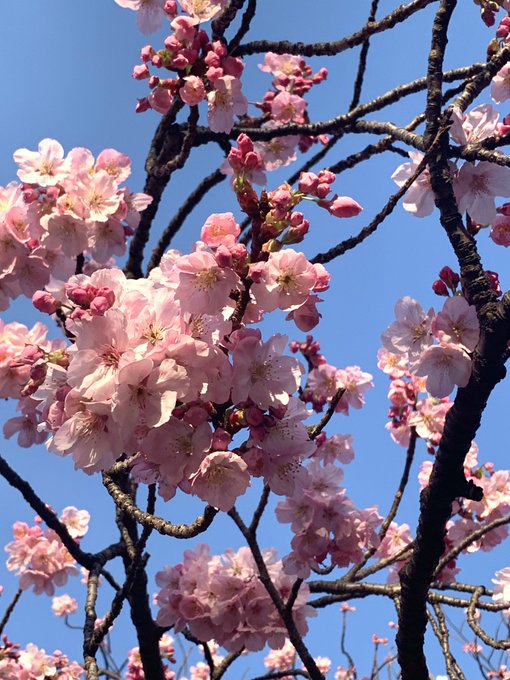 上野公園でお花見してきました 