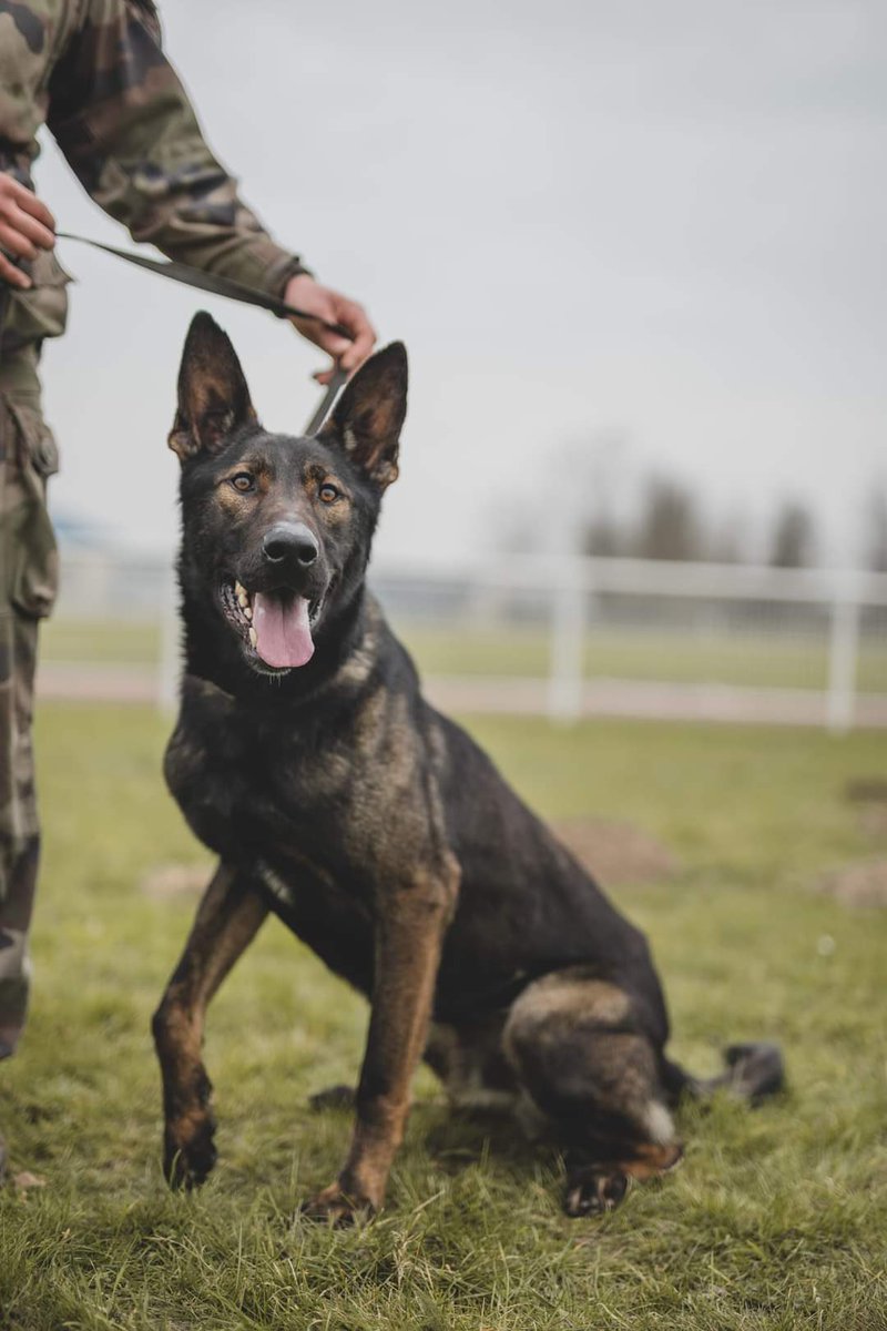 comlogterre1's tweet image. Parce que le @121e_RT dispose d’un Élément cynotechnique de détection, il recrute aussi des soldats canins 🐕 !
Bienvenus à Trigo et Tarry qui rejoignent les rangs de la grande famille du #COMLOG 👍
#CapaciTERRE 
📸 Tifenn Le Bris