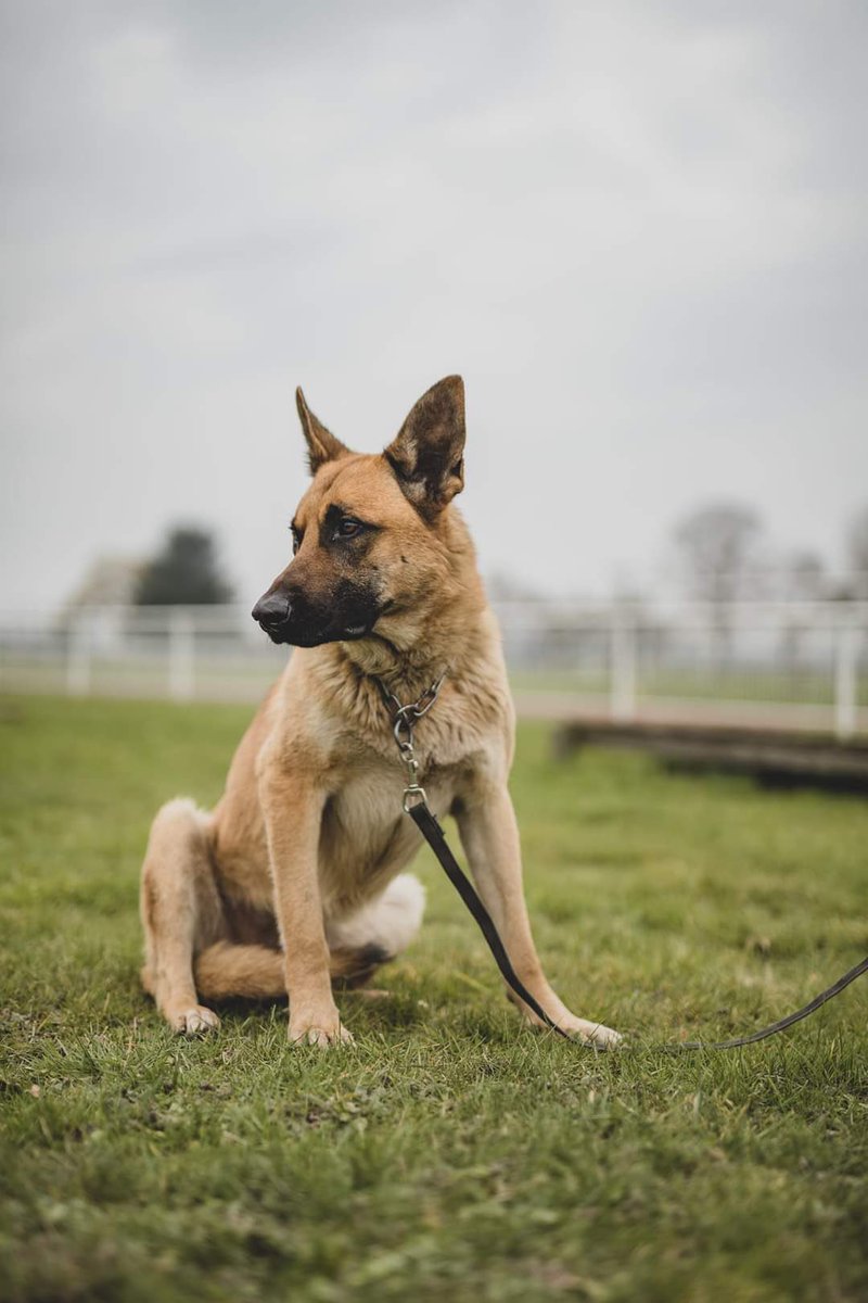 comlogterre1's tweet image. Parce que le @121e_RT dispose d’un Élément cynotechnique de détection, il recrute aussi des soldats canins 🐕 !
Bienvenus à Trigo et Tarry qui rejoignent les rangs de la grande famille du #COMLOG 👍
#CapaciTERRE 
📸 Tifenn Le Bris