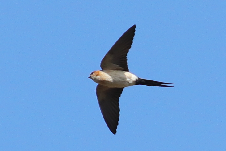 naturalisimoWeb's tweet photo. #Golondrina dáurica #Cecropis daurica. Ya se ven las primeras por aquí. Sus nidos,  en forma de iglú, se puede distinguir en techos de huecos entre rocas. Normalmente son reutilizados. Foto de la dcha, de estos días.  Foto del nido junio 2022 #ManzanaresElReal #LaPedriza https://t.co/KPWcrbLPWd