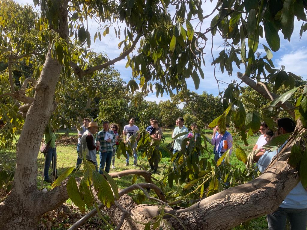 IfapaJunta's tweet photo. Proyecto de Formación Especializada en Cultivos Subtropicales del #IFAPA 

Los alumnos de "Manejo del riego en el cultivo del aguacate" visitan La Mayora, instituto de referencia en investigación científica en horticultura intensiva y fruticultura subtropical del @CSIC y @InfoUMA https://t.co/ny6xWvHUye