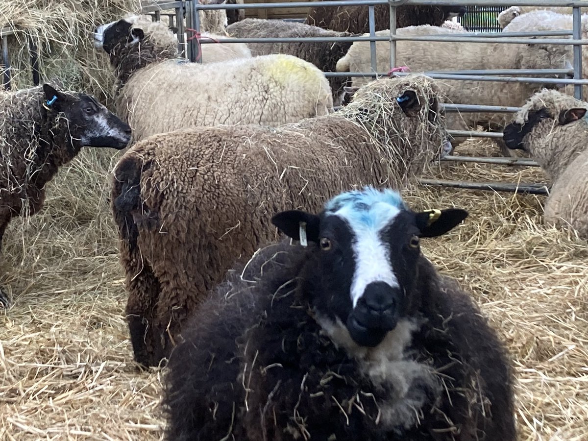 SouthYeoEast's tweet photo. The countdown clock is ticking to #LambingRoundTwo2023 This time it’s the Balwen, Shropshires, Lavender Jacobs and any of the Ryelands &amp; Blue/Badgerface Texel who had their legs crossed the first time around. Busy times ahead… https://t.co/W3Gau4HeCp
