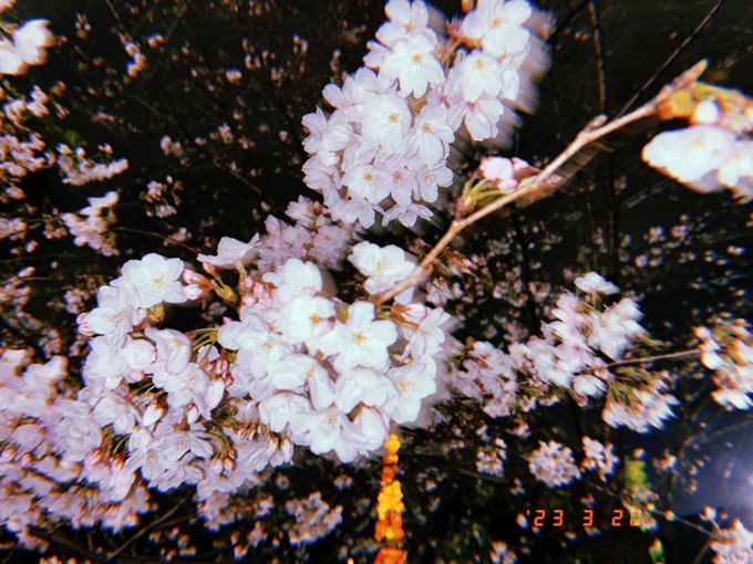 風つよ🌬🌸 