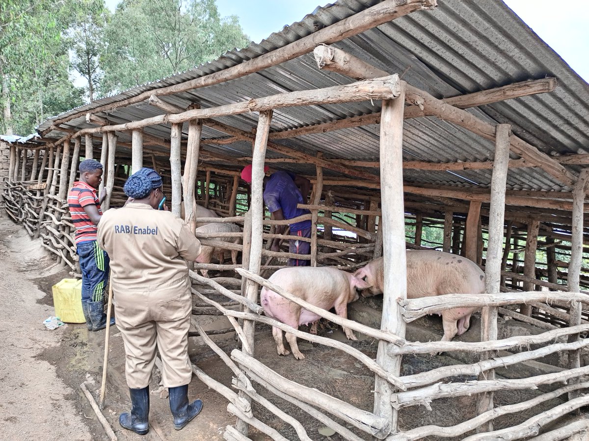 Livestock Farmer Field School, path to business-oriented farming
Meet Anastasie Uwimabera, a dedicated Pig Farmer from <a href="/Muhangadis/">MUHANGA District</a>, <a href="/RwandaSouth/">Southern Province | Rwanda</a> and find out how she benefits from the business.
<a href="/RwandaAgriBoard/">Rwanda Agriculture & Animal Resources Devpt Board</a> <a href="/RwandaAgri/">Ministry of Agriculture & Animal Resources |Rwanda</a> <a href="/jcniyomugabo/">Jean Claude NIYOMUGABO</a> 
#EnablingChange
open.enabel.be/en/RWA/2381/21…