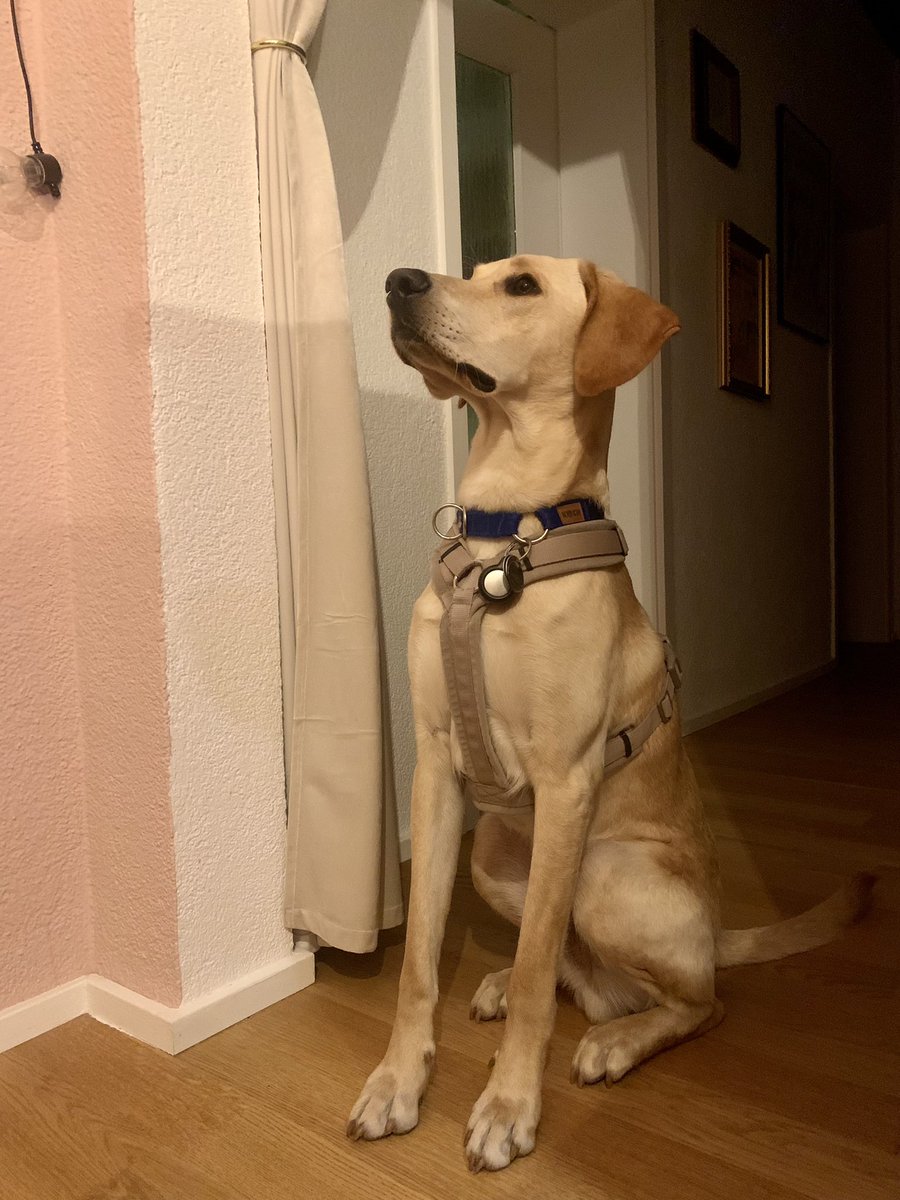 Happy Monday ☺️ Wir hoffen, ihr seid genau so bereit für die Woche wie Simba für Spaziergänge 🦮
#teamagile #happymonday #outdoormodusan #hundeversioneinerjackwolfskinjacke #agilebitchclub