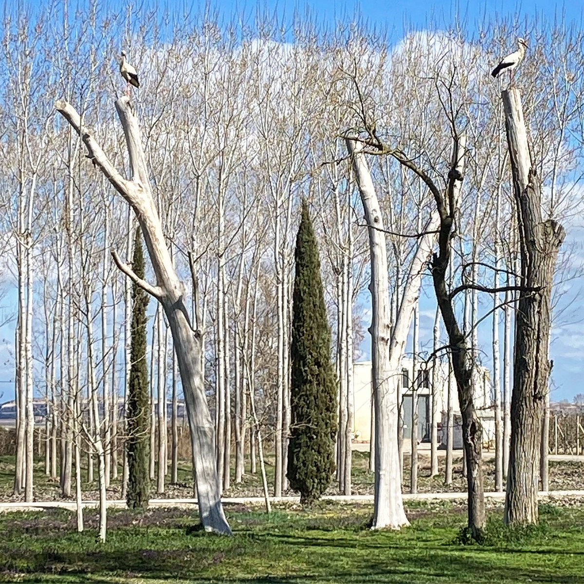JRZaballos's tweet photo. #composicio de #cigonyes amb #arbres al #castelldelremei #celler #cellercastelldelremei #tomascusine #lleida #catalunya #jrzaballos #zaballosworld @TomasCusine https://t.co/vGpk3EQM2h
