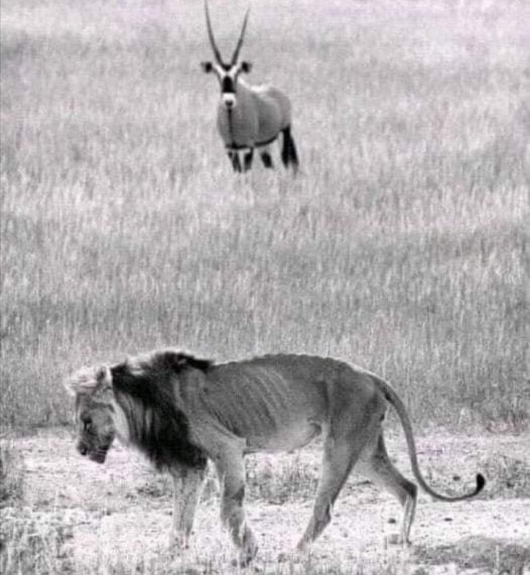 TheLalaJii's tweet photo. No matter how long it lives, the Greatest Lion will eventually die miserably. That's the world.

At their Peak, they rule, chase other animals, catch, devour, gulp and leave their crumbs for hyenas. But age comes fast.

The old Lion can't hunt, can't kill or defend itself. It roams and roars until it runs out of luck. It will be cornered by the hyenas, nibbled at and eaten alive by them. They won't even let it die before it is dismembered.

Life is short. Power is ephemeral. Physical beauty is short-lived, I have seen it in lions. I have seen it in old people. Everyone who lives long enough will become weak and very vulnerable at some point.

Therefore, let us be humble. Help the sick, the weak, the vulnerable and most importantly never forget that we will leave the stage one day.