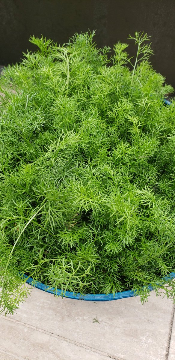 It isn't dill, but I can't pin the taste or look, or smell....It is either an herb or an edible flower. Any guesses?

#herbgarden #medicinalgarden