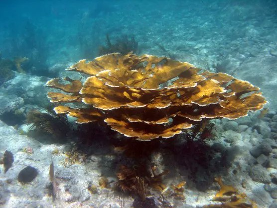 CESKenya's tweet photo. Elkhorn coral (Acropora palmata) is an important reef-building coral in the Caribbean. The species has a complex structure with many branches like those of elk antlers hence, the common name. This species is listed in the Endangered Species Act (ESA) due to population decline. https://t.co/hwZ9CHOLxE
