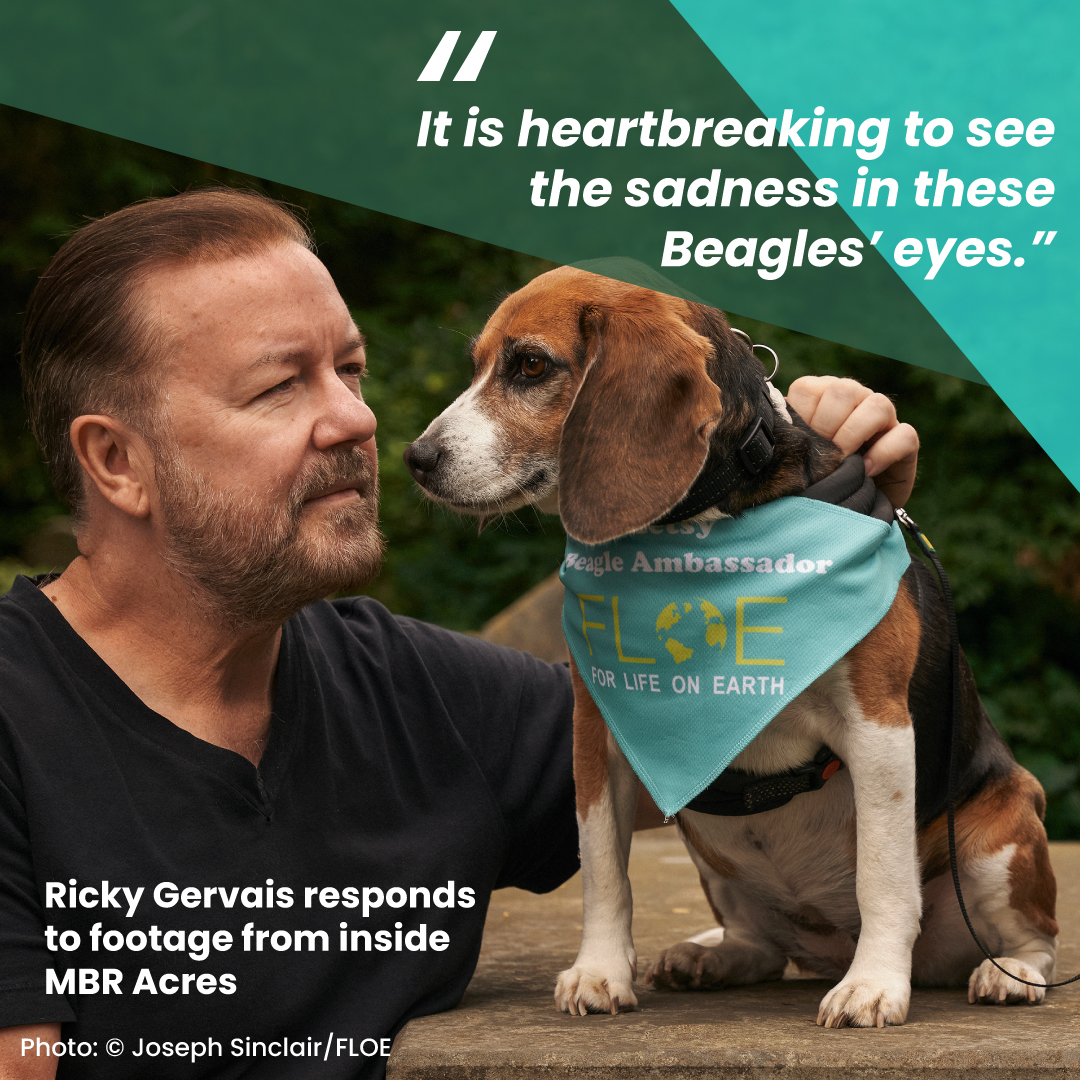 BetsyAmbassador's tweet photo. "Thank you my hero @rickygervais for helping me end experiments on dogs, &amp; other animals. Supporters can RT with https://t.co/0UfK1hQfwd,  to ask @GOVUK to mandate the #EDM278 science hearing, to stop false claims about medicine which fund this cruelty." 

#OperationBeagle #Dogs https://t.co/OxypwWDBS3
