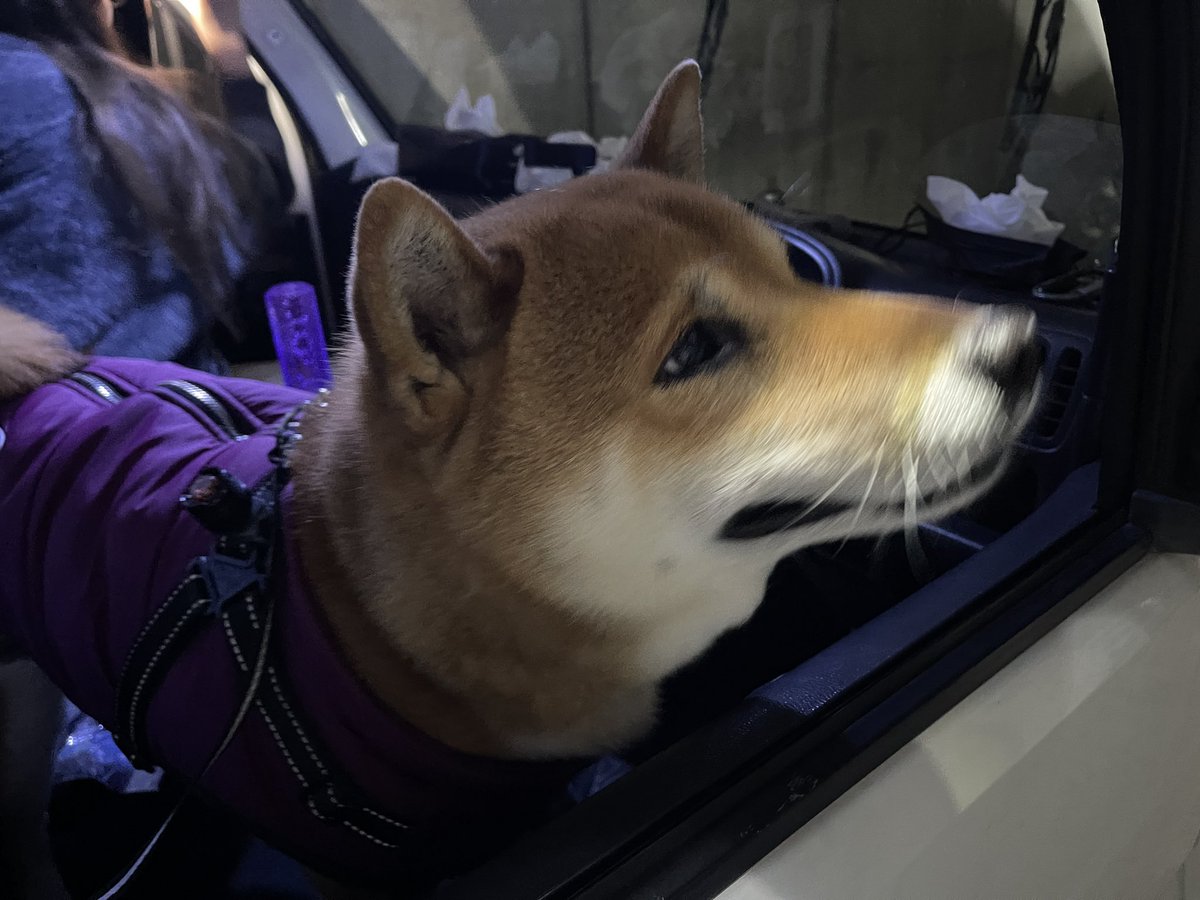 車好きな柴犬