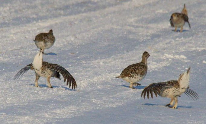 prairieguy2016's tweet photo. When your lek is covered in a couple of feet of snow &amp; you have to dance, the next best dance floor is the road. Sharp-tailed grouse dancing &amp; welcoming Spring! #grouse #lek #dancing #spring #snow #montana #prairie https://t.co/FZKjNyngc5