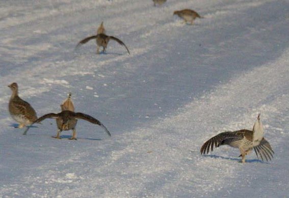 prairieguy2016's tweet photo. When your lek is covered in a couple of feet of snow &amp; you have to dance, the next best dance floor is the road. Sharp-tailed grouse dancing &amp; welcoming Spring! #grouse #lek #dancing #spring #snow #montana #prairie https://t.co/FZKjNyngc5