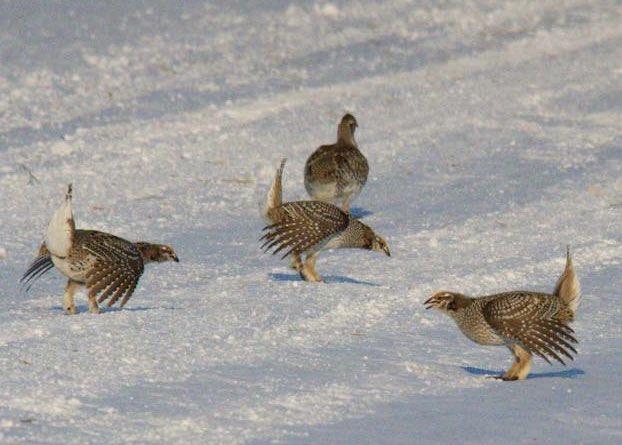 When your lek is covered in a couple of feet of snow &amp; you have to dance, the next best dance floor is the road. Sharp-tailed grouse dancing &amp; welcoming Spring! #grouse #lek #dancing #spring #snow #montana #prairie