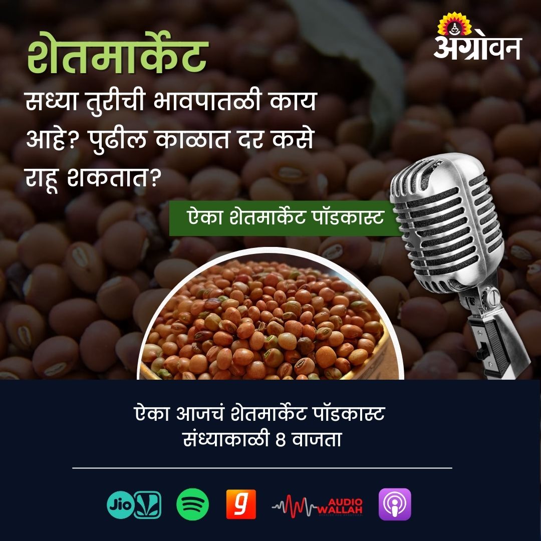 AGROWON's tweet photo. सध्या तुरीची भावपातळी काय आहे? पुढील काळात दर कसे राहू शकतात?
ऐका आजचं शेतमार्केट पॉडकास्ट संध्याकाळी ८ वाजता
https://t.co/vbl0qxVb6J
#Turmarket #Turrate #Farmer #Agrowonpodcast #Podcast https://t.co/xcMDuCkm5b