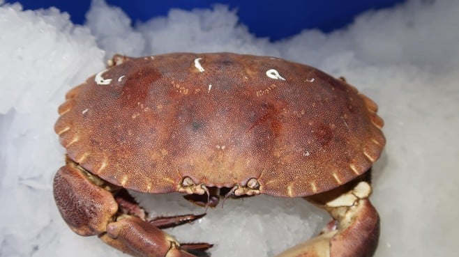 Straling windmolenpark schadelijk voor krabben. ’De Noordzeekrab blijft stilzitten en toont geen activiteit meer’ dlvr.it/Sl9Xzc