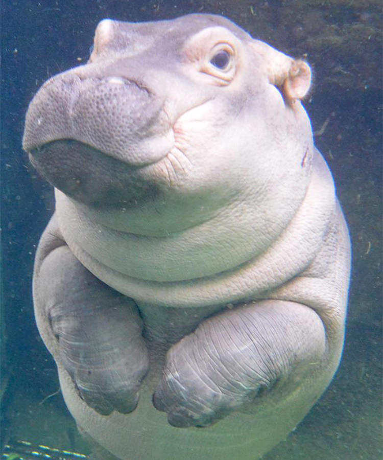 I bestow upon you the gift of seeing a cute baby hippo