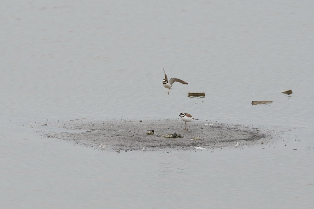 De 1e vogelexcursie afgelopen zondag in het #kraaiennest was een groot succes! Naast #grutto werd ook de kleine plevier en de blauwborst gezien. 

23 april 7.00u is de volgende excursie. Meld je aan via floor@vockestaert.nl 

<a href="/vogelnieuws/">Vogelbescherming NL</a> @PuuurMD <a href="/hhdelfland/">HH Delfland</a> <a href="/Lisa_Wassenaar/">Boswachter Lisa</a>
