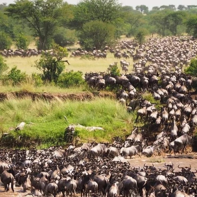 Bountifulsafari's tweet photo. Looking for an exciting new adventure? 🦓🐊

Book your wildebeest migration tours &amp; safaris with the experts. 

Call/WhatsApp: 0724592707/0724840482
Email: 𝐢𝐧𝐟𝐨@𝐛𝐨𝐮𝐧𝐭𝐢𝐟𝐮𝐥𝐬𝐚𝐟𝐚𝐫𝐢𝐬.𝐜𝐨𝐦

#BountifulExperience #MaasaiMara #Kenya #Mara #BountifulDeals #Bountiful https://t.co/k6dmLOHvRV