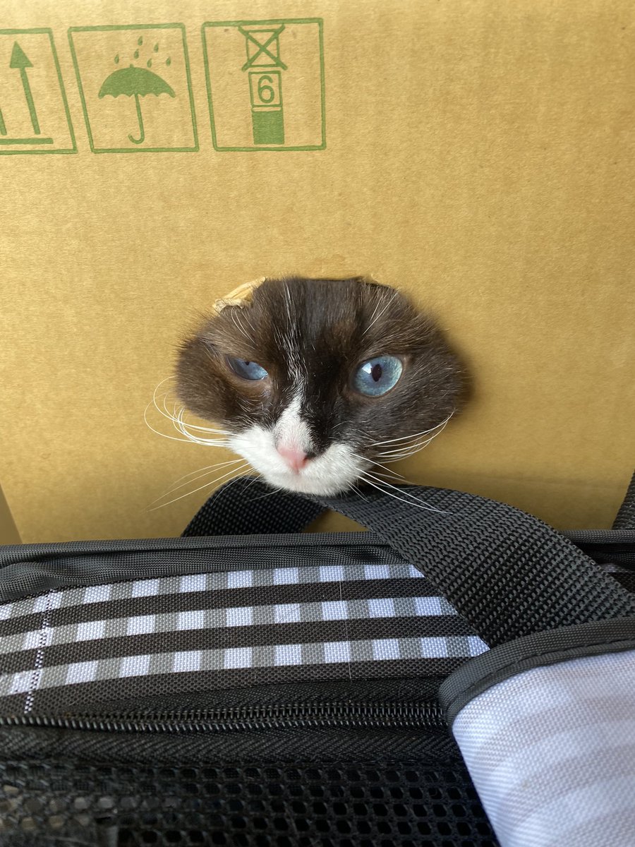 BanTetoAri's tweet photo. コワイ、こわい❗️
#ダンボールネコ　#顔出し　#変顔
#cat #ラグドール https://t.co/cFCQmBEG8t