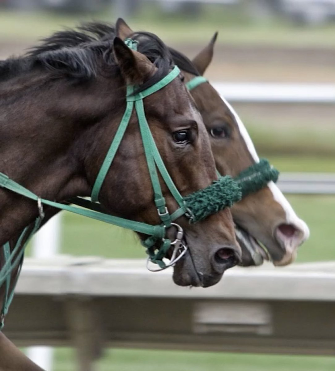 競馬愛好者、乗馬愛好者の皆様へ
ぜひ以下の動画をご高覧ください。
instagram.com/tv/CcQ7nflPZDe…
競馬というギャンブルの為に生まれさせられ、殺されるウマ達。
乗馬でも使えないと判断された馬は全て殺処分されています。
※馬の90%以上が殺処分

#競馬廃止 
#ばんえい競馬 
#競馬 
#殺処分 
#ギャンブル