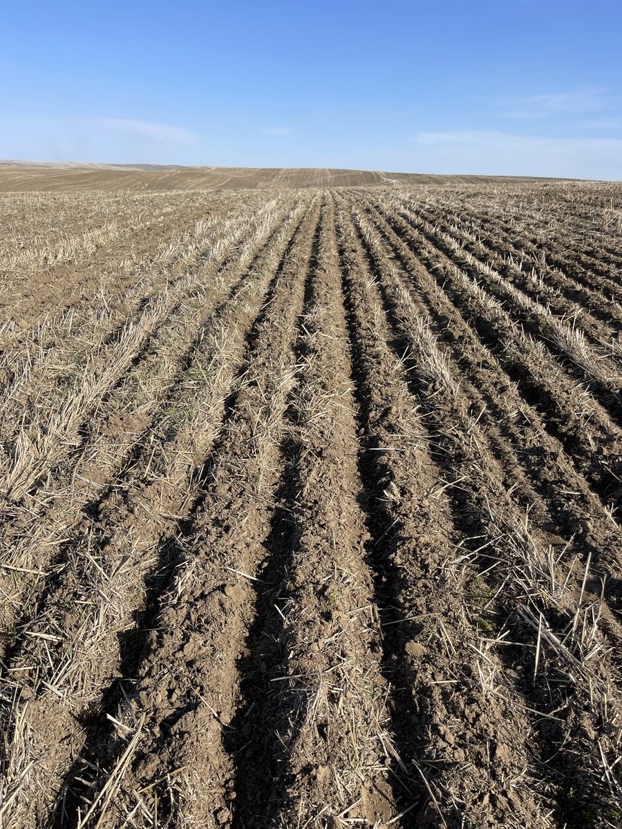 Spring wheat is in the ground! Now onto Canola.