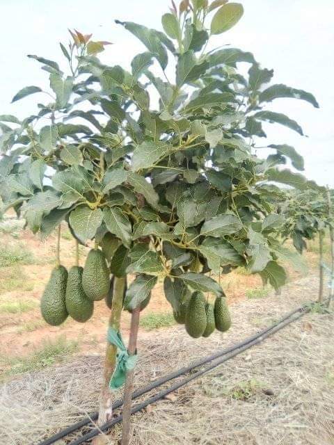 Good morning Farmers.......

Avocado 🥑