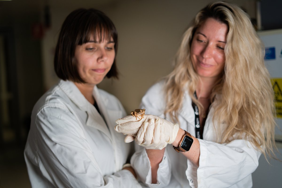 Uni_Newcastle's tweet photo. We have ribbiting news! Today is #WorldFrogDay 🐸

We are very proud of the conservation work led by Dr @Rose_Upton1 and PhD candidate @NadineNolan20, to save the endangered Littlejohn's tree frog. 

To learn more about our University's conversation work visit @ConservationUon. https://t.co/9qVsBiBzVH