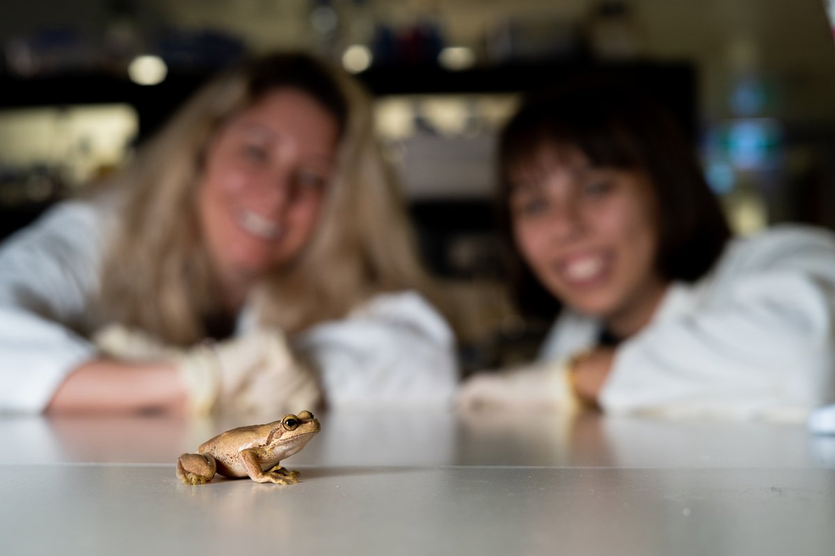 Uni_Newcastle's tweet photo. We have ribbiting news! Today is #WorldFrogDay 🐸

We are very proud of the conservation work led by Dr @Rose_Upton1 and PhD candidate @NadineNolan20, to save the endangered Littlejohn's tree frog. 

To learn more about our University's conversation work visit @ConservationUon. https://t.co/9qVsBiBzVH