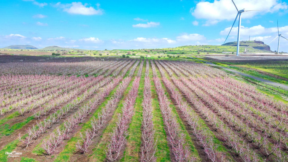 OhadOmesi's tweet photo. פריחת הנקטרינות שנייה ממש לפני מערכת הגשם הנוכחית... כמובן שהבעיה הי��ה שהפריחה לא הגיעה לשיאה אז הכל נראה די חלש ודהוי.. https://t.co/zggaQNIPRE