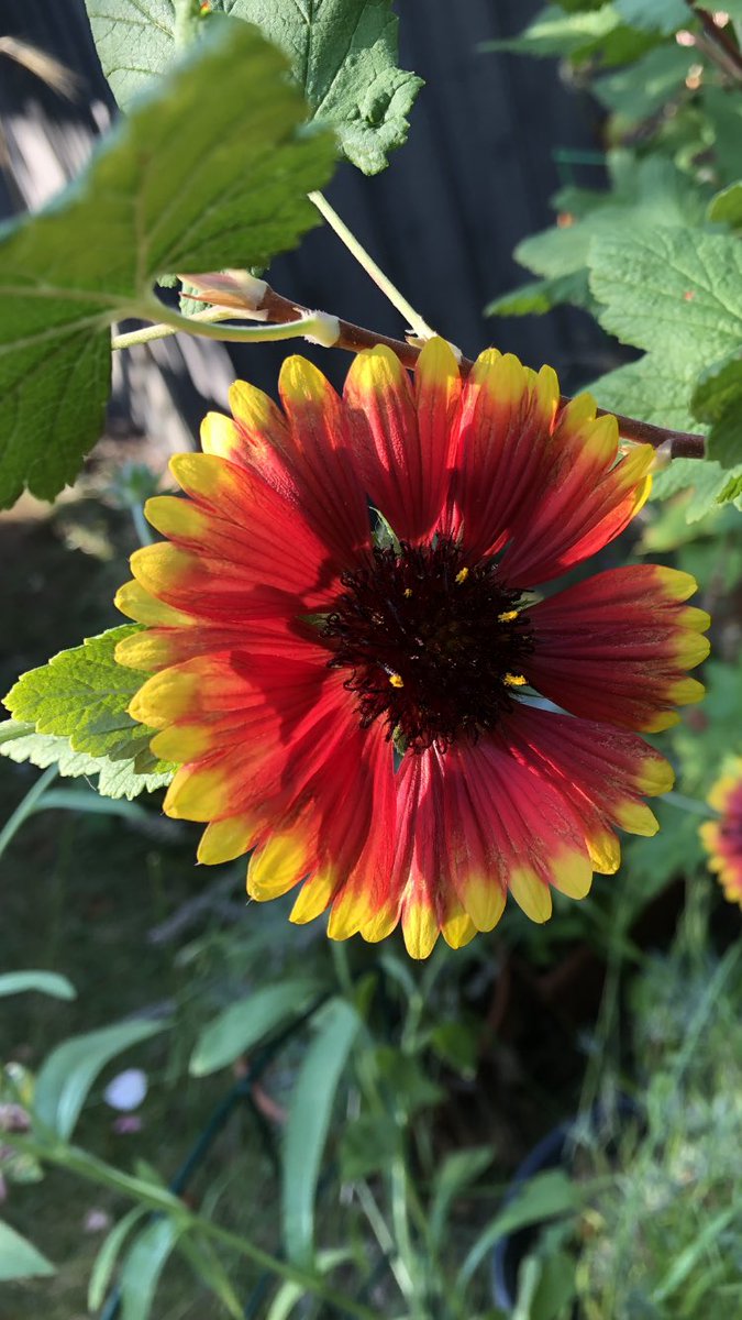 tinykarin's tweet image. Can’t wait to see you again 
#blanketflower flowers #SpringVibe #garden