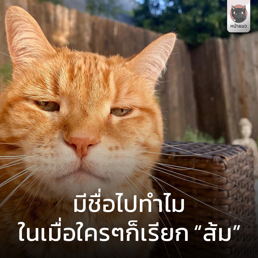 5555555555555555 ไอ้ส้ม