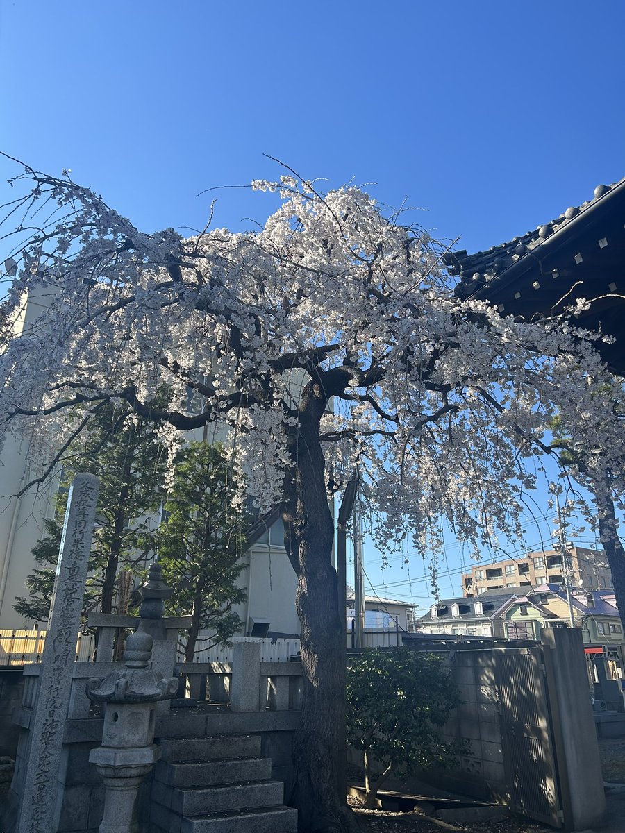 senyoji's tweet photo. 明日は春彼岸���中日でございます。
彼岸会法要は11時より開式でございます。
御参拝お待ちしております。
#宣要寺 #枝垂桜 #春彼岸 https://t.co/mWfXRtxDfZ