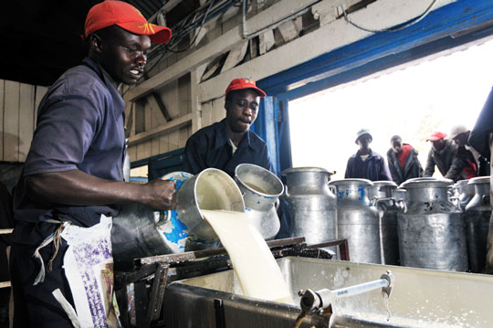hallaboutafrica's tweet photo. Africa gets down to work on another fine Monday: pouring milk in Congo Brazzaville dairy; laying cable in Angola; guarding the pyramids in Egypt; analysing chemical samples in Uganda. Whatever your task this week, may it bring to your rewards and fullfilment. https://t.co/IuGScTGM4k