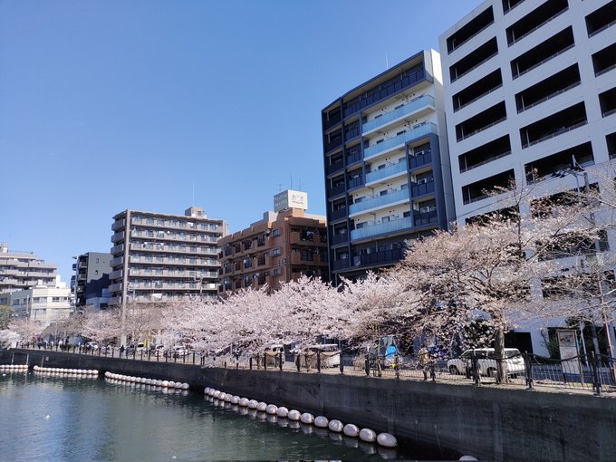 若木満開〜🌸 桃桜?の方が写真映えしますのぉ〜( '∀`) 