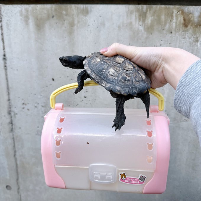 メイリ