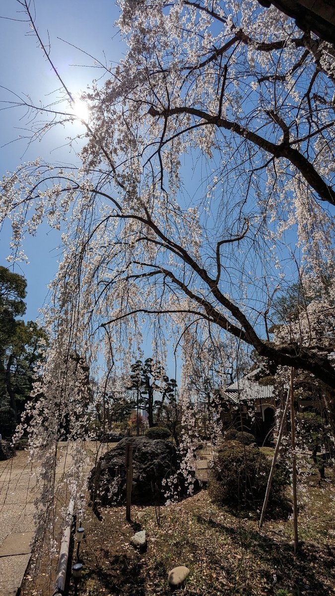 「樹齢400歳の枝垂桜と、それよりは若い枝垂桜。老木のほうは杖がいっぱい 」|緑川美帆/G.Riverのイラスト