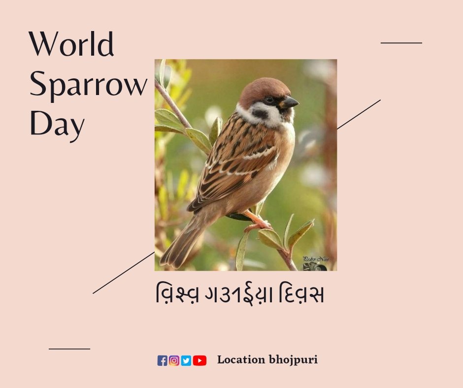 locationbhjp's tweet photo. #worldsparrowday https://t.co/6XLTll43I3