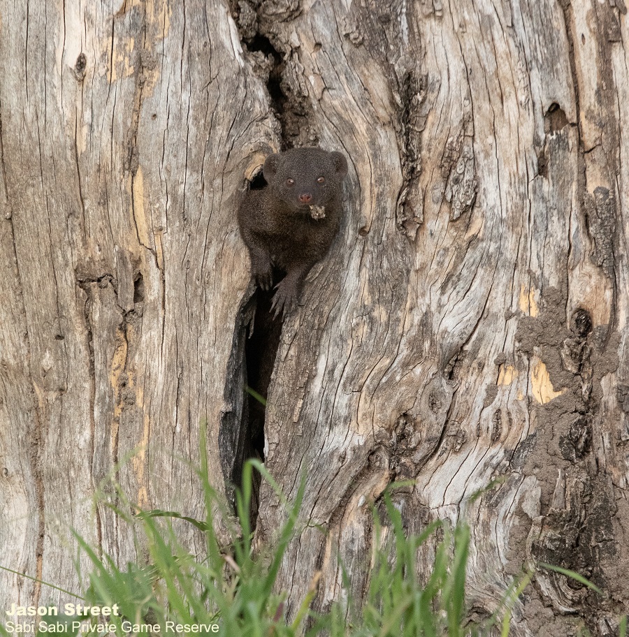 While elephants cause a lot of destruction with their bulk feeding, they also create homes for other species. A tree that had died after being ring barked by elephants provided a new home for a family of dwarf #mongoose. It provided a safe space to hide from potential predators.