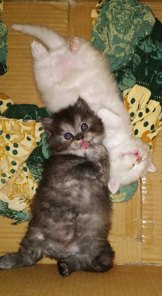 kochengfs's tweet photo. 🐈 Desember lalu aku colong foto ini dikolom komen base &amp; sekarang kepo gimana kabar dua bocil gumusss ini. Tolong sender munculah 🙏😸 https://t.co/IUrLBQZmas