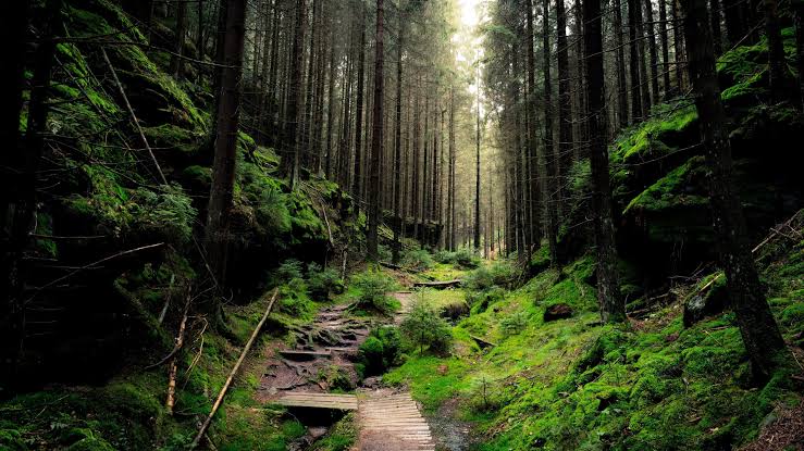 AbdulazizMkwizu's tweet photo. #DYK the rate of build-up #carbondioxide (CO2) in the atmosphere can be reduced by taking advantage of the fact that atmospheric CO2 can accumulate as #carbon in #vegetation.

Towards #worldforestday2023

#letskeepitgreen
#Forestandhealth https://t.co/NDftW8Q66A