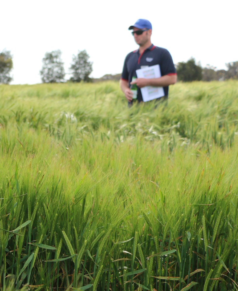 20 years researching the management of cereal diseases comes to an end! Thanks to everyone who I have had the pleasure of working with and helping making it such an amazing time.