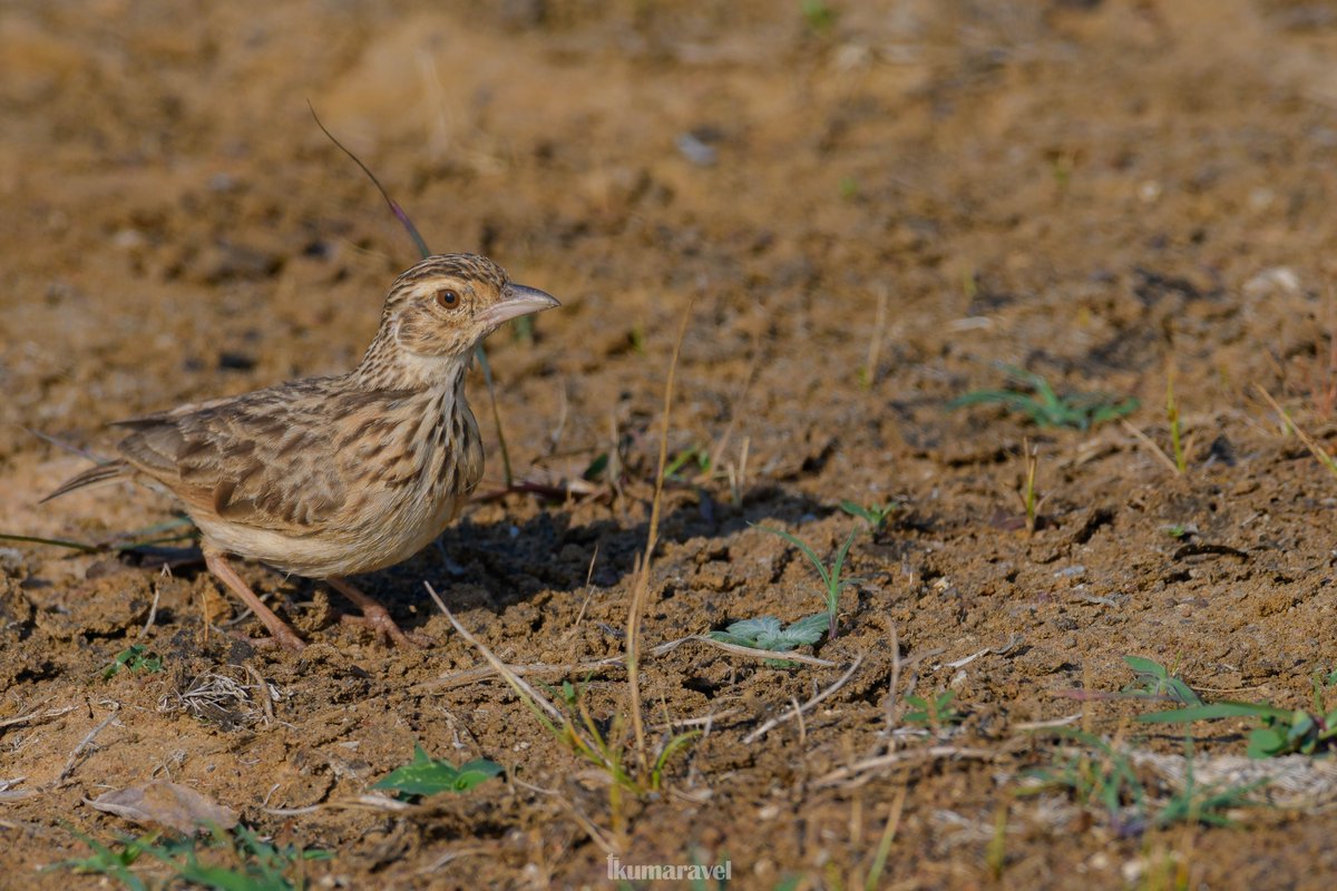 Indian Bush Lark

#birds #BirdsSeenIn2023 #BirdsOfTwitter #IndiAves #ThePhotoHour #ThePhotoMode #BBCWildlifePOTD #Nikon #nikoncreator #photooftheday #photography #wildlife #nature