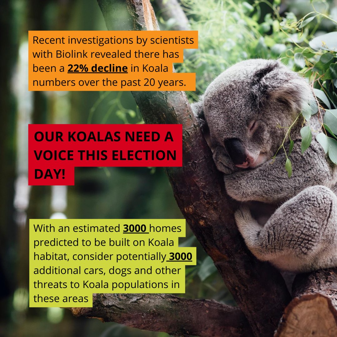 totenviro's tweet photo. WE PASSED OUR 10% GOAL!

Thank you to all our donors who have helped us pass the 10% mark in our goal to effectively campaign for #SydneyBasinKoalas!

You can still donate to help us reach our 25% goal before the NSW election ➡️  https://t.co/KalM9kjIXh #BigKoalaPicnic https://t.co/1iIRexppYJ